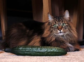chats peur des concombres